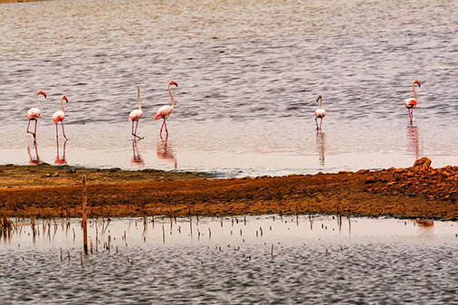 pelicans rodriguez de vera winery